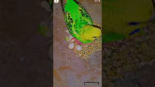 lovebirds #birds #birdslover #shortvideo #viralvideo #youtubeshorts