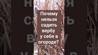 Почему нельзя садить вербу у себя в огороде?