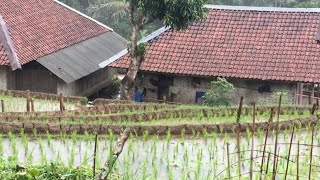 Hujan Deras Menguyur Kampung Pesawahan “Tiis Celi Herang Panon”  Suasana Hujan Bikin Rindu