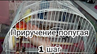 Приручение волнистого попугая 1 шаг|_volnistiki_lifee