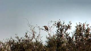 Garza bruja - Nycticorax nycticorax