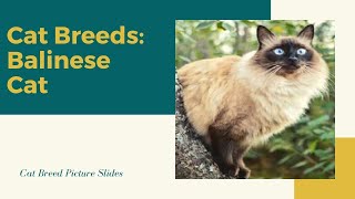 Balinese Slides - Cat Breeds