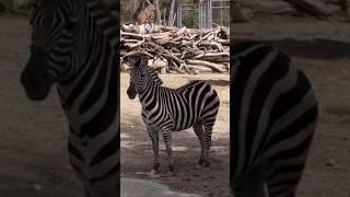 Gita allo Zoo di Napoli - Tutti gli animali #zoo #napoli #vlog #shorts