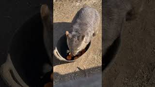 Wombat is cute