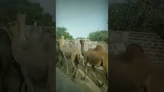 camel status video