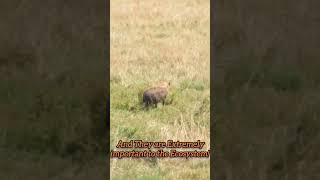 Hyenas in The Masai Mara #animals #Hyena #africa #wildlife #conservation #safari #nature #predator