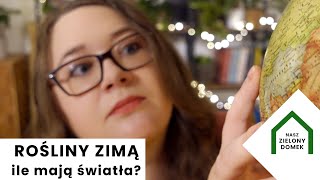 Rośliny zimą Jak dbać o rośliny doniczkowe? Ile światła? Doświetlenie roślin?