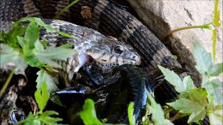 Northern Water Snake Eating Bullhead (© Kip Ladage)