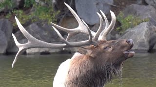 Bull Elk Bugling in a Lake in Estes Park Colorado