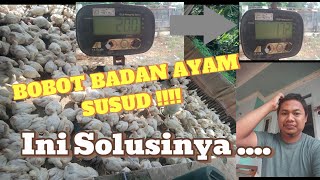 CARA MENGATASI SUSUD BOBOT BADAN AYAM PADA USAHA AYAM POT0NG @KarilArdiansyahDaiRil