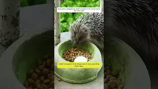 Rescue a poor hedgehog #animalshorts #shortvideo #hedgehog