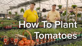 Let's Grow Together: How to Plant Tomatoes