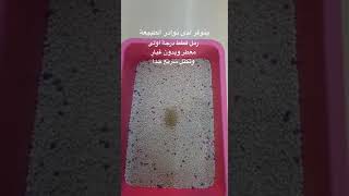 رمل قطط معطر درجة اولى ممتاز