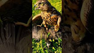 Bird Falcon Attack #birds #falcon #eagle #hawk #animals #wildlife #shorts