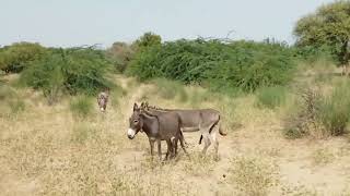 Young black #donkey in jungle please subscribe