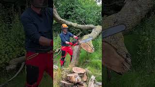 NEW MILWAUKEE DUAL Battery Ground Saw cutting Hard English Oak #milwaukee #chainsaws #milwaukeetools