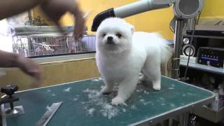 POMERANIAN "SCISSORING CUT " @ JY PET SALON " BE STILL, TRUST ME & HAVE FUN "