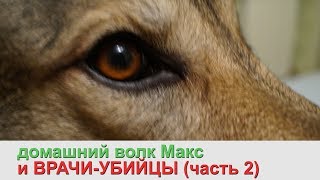 Как врачи чуть не убили мою собаку. Продолжение. Ч.2