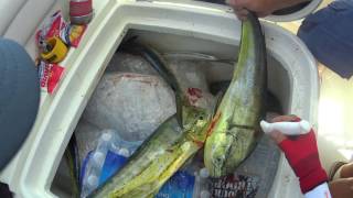 Mahi Mahi fishing 4. 만새기 낚시. 마히마히 피빼기    방게  애인낚