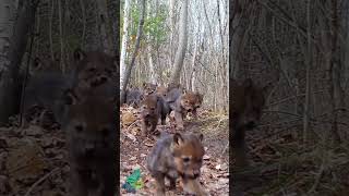 A wolf pup stampede: large litter of wolf pups in northern Minnesota