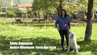 Nota azienda dona cibo ai cani dei pastori della Val Chisone