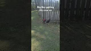 The big boy getting his crow on #rooster #raisingchicks #chicken @Chickenchaos