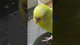 Bob cuteness reloaded #budgies #parrot #budgielove #birds #parrot #parrotvideo #asmrz #koreansong