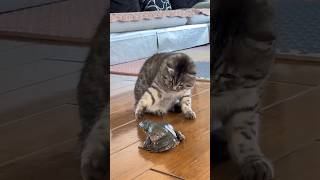 Cat Vs Frog 😱 #shorts