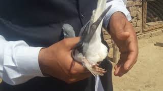 Bahawalpur Pigeon beautiful pigeon