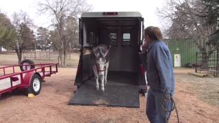 Donkey Training "Gracie" part 2