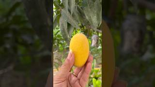 Mere Garden ke Aam .#mango #aam #summer #summertime #shots #goviral #youtube