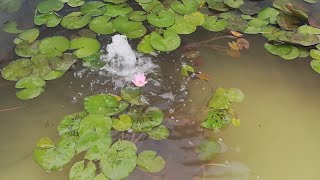 Water Lilies Pond After Repair