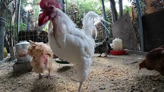 Chickens Hens Roosters Fun Relaxing Video Sounds Noises Chicken Coop!