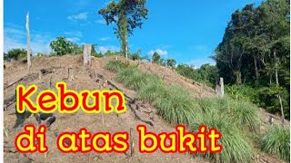 Perjalanan menuju kebun di atas bukit