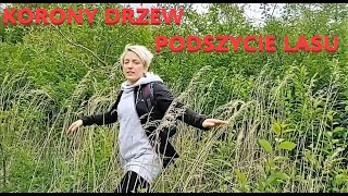 Warstwy lasu - korony drzew i podszycie lasu 🌳🦌🦉🌲