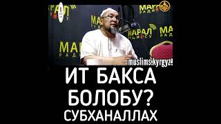 Ит бакса болобу? Субханаллах | шейх Чубак ажы