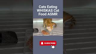 Cats Eating WHISKAS Cat Food ASMR #WHISKAS #asmr #catasmr #shortsvideo