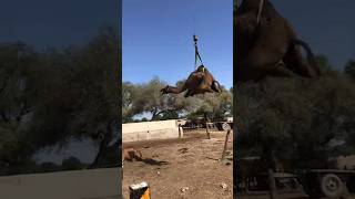 Camels #camel #animals #youtubeshorts #youtubevideos #ytshorts #shorts