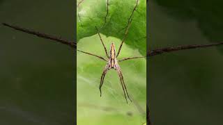 Jamie - Eagle Eyed Girl taking a photo of a Nursery Web Spider