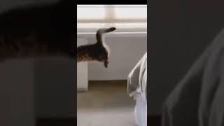 cat animal funny video #funny #catcute #cat #catvideos