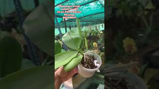 Phalaenopsis Orchids available for Sale.Shree's Plant Collection WhatsApp: 8653098047 #shorts #reels