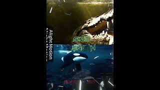 Saltwater crocodile vs orca(@ToEz_FoxyEdits)