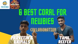 6 best corals for beginners collaboration with Tamil reefer/ #tamilreefer #coral #marine #reef ep38