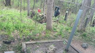 Pileated Woodpecker Eating Suet