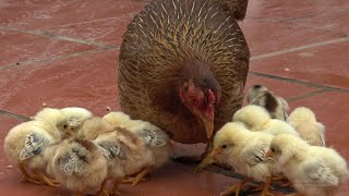 Đàn gà con trong sân, Chicks in the yard