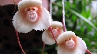 Top 10 Flowers That Look Like Animals -2017