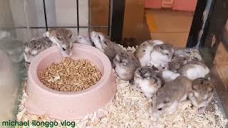 HOW MANY HAMSTER DID YOU SEE #trending #vlog #hamster #how