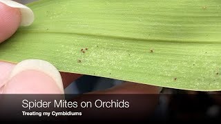 Spider Mites on my Cymbidiums :( - Managing Orchid Pests