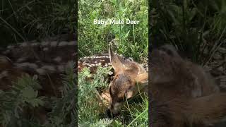 Baby Mule Deer Fawn Hiding in the Grass #babyanimals #shorts #outdoorlife #beautiful