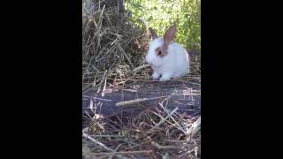 Baby bunny trying to eat